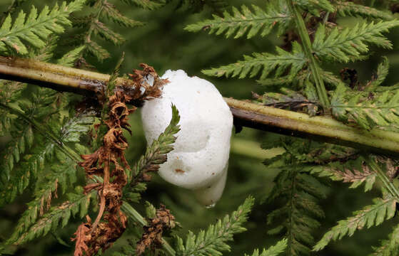 Image of Lady-fern