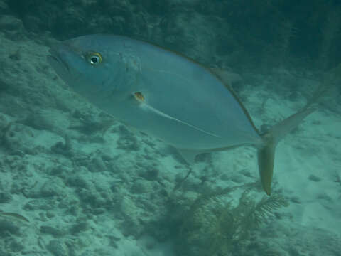 Image of Yellow jack