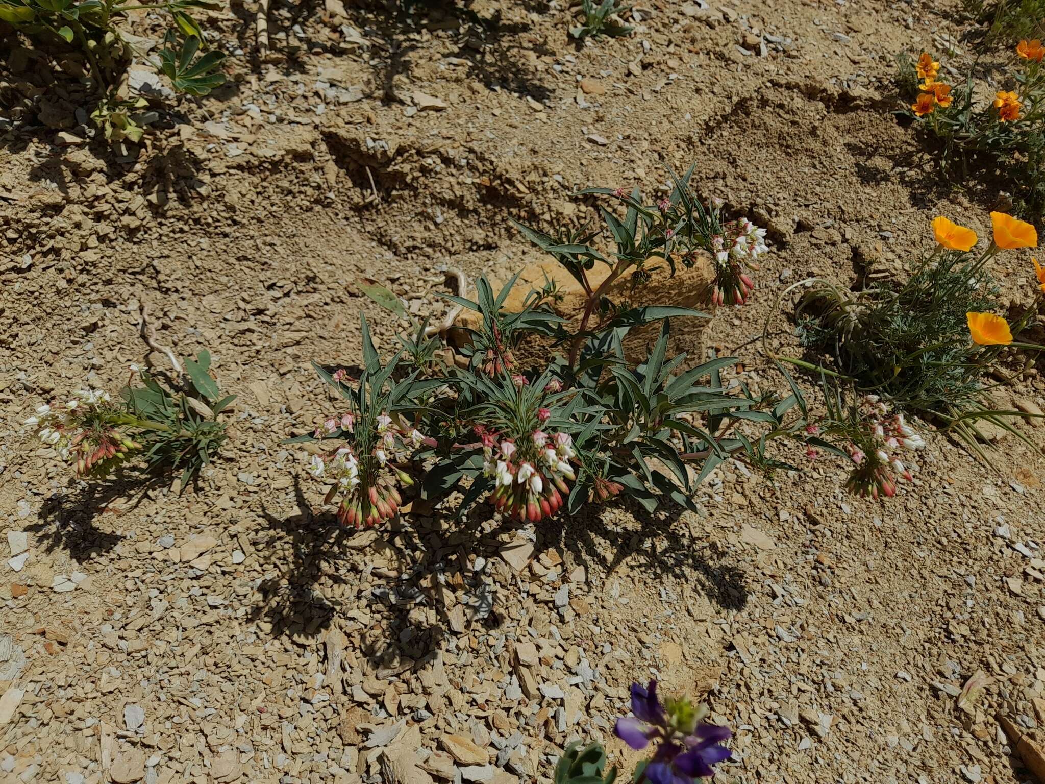 Eremothera boothii subsp. decorticans (Hook. & Arn.) W. L. Wagner & Hoch resmi