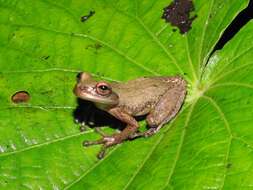 Image of Sarcohyla celata (Toal & Mendelson 1995)