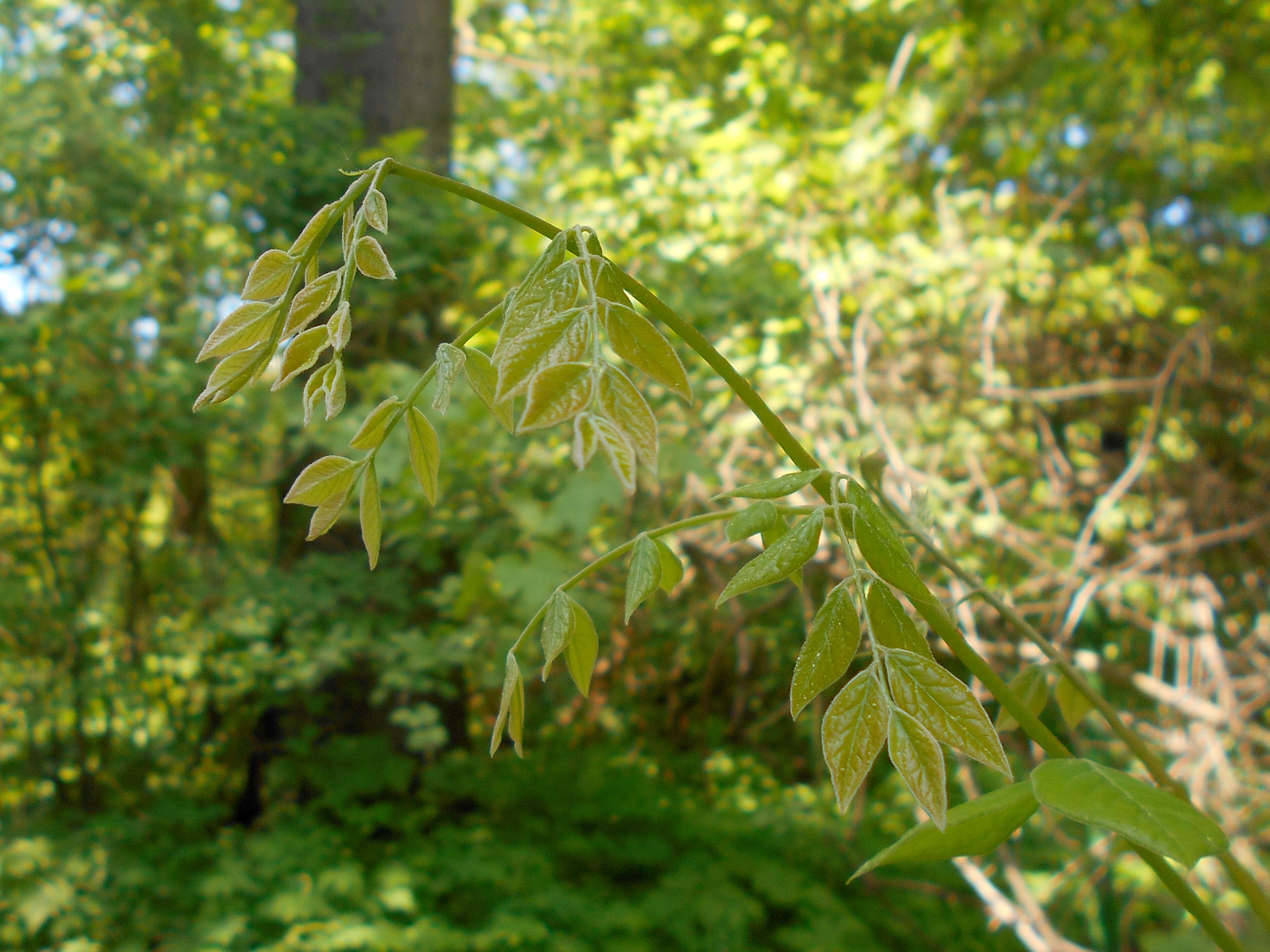 Plancia ëd Gymnocladus dioica (L.) K. Koch