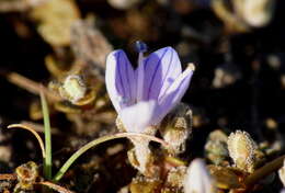 Veronica canescens T. Kirk resmi