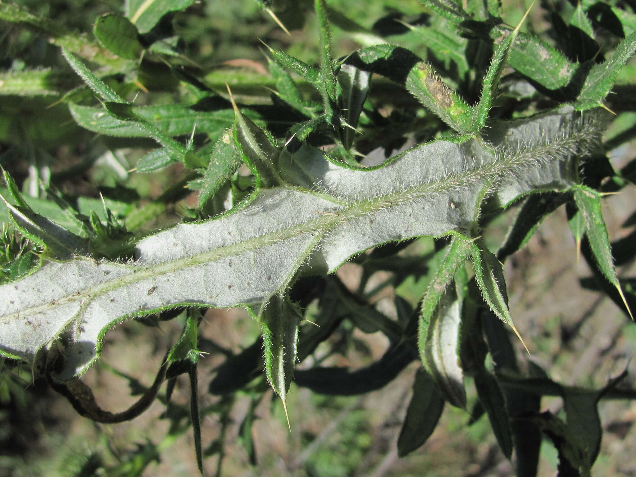 Слика од Cirsium ciliatum (Murray) Moench