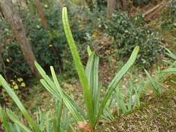 Image of Weeping Fern