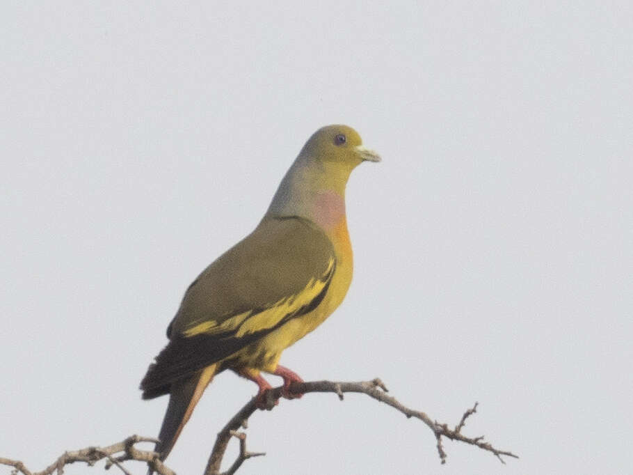 Image of Orange-breasted Green Pigeon