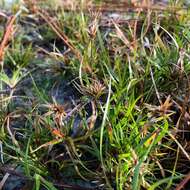 Juncus repens Michx. resmi