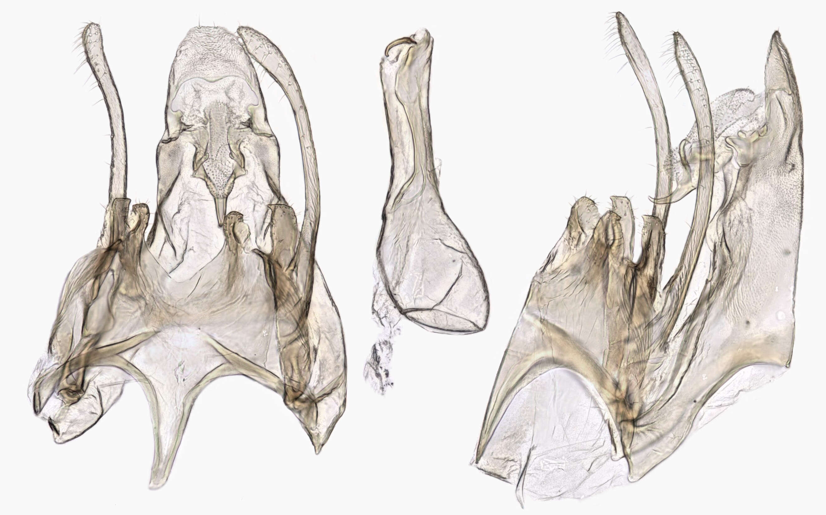 Image of Scrobipalpa artemisiella Treitschke 1833