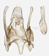 Image of Scrobipalpa acuminatella Sircom 1850