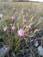 Image of Dianthus sylvestris subsp. longicaulis (Ten.) Greuter & Burdet