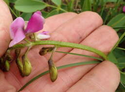 Tephrosia macropoda (E. Mey.) Harv.的圖片