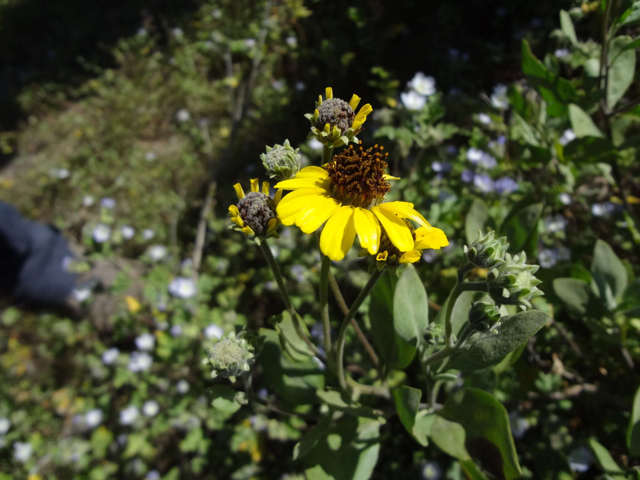 Sivun Encelia canescens Lam. kuva