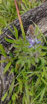 Plancia ëd Lupinus bracteolaris Desr.