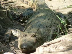 Image of Estuarine Crocodile