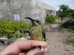 Image of Splendid Sunbird