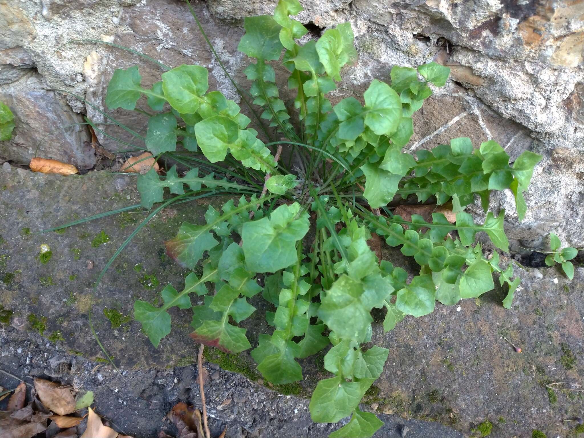 Image of Hyoseris radiata subsp. radiata