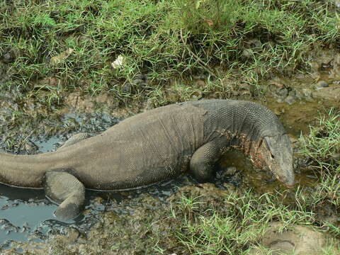 Image of Common Water Monitor