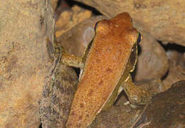 Image of Indosylvirana caesari (Biju, Garg, Mahony, Wijayathilaka, Senevirathne & Meegaskumbura 2014)