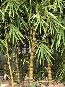 Image of puntingpole bamboo