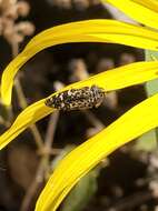 Image of Acmaeodera connexa Le Conte 1859