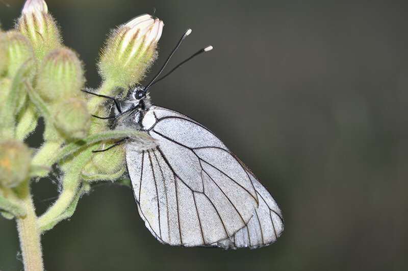 Image of Black-veined White