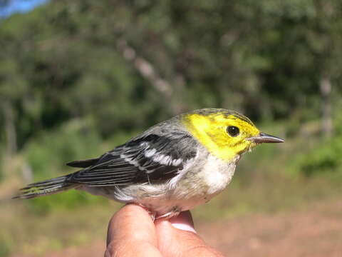 Image of Hermit Warbler