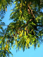 Image of Honey Locust