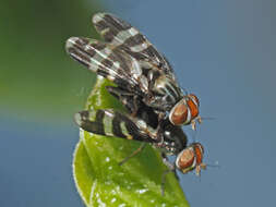 Image of Herina frondescentiae (Linnaeus 1758)