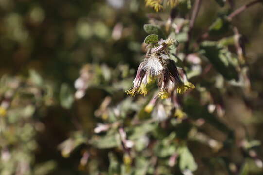 Brickellia secundiflora (Lag.) A. Gray的圖片