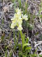 Image de Dactylorhiza romana subsp. georgica (Klinge) Soó ex Renz & Taubenheim