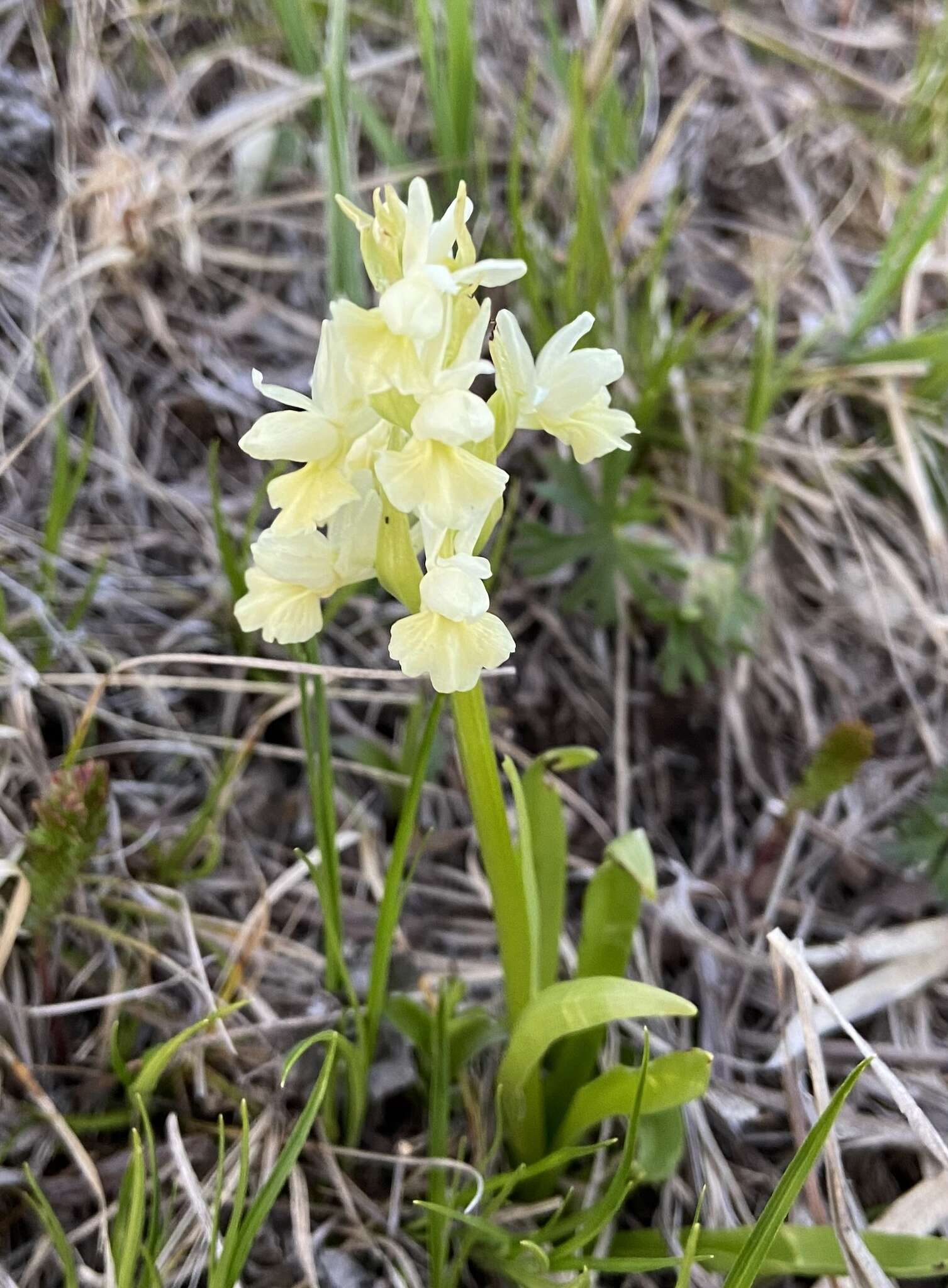 Image de Dactylorhiza romana subsp. georgica (Klinge) Soó ex Renz & Taubenheim