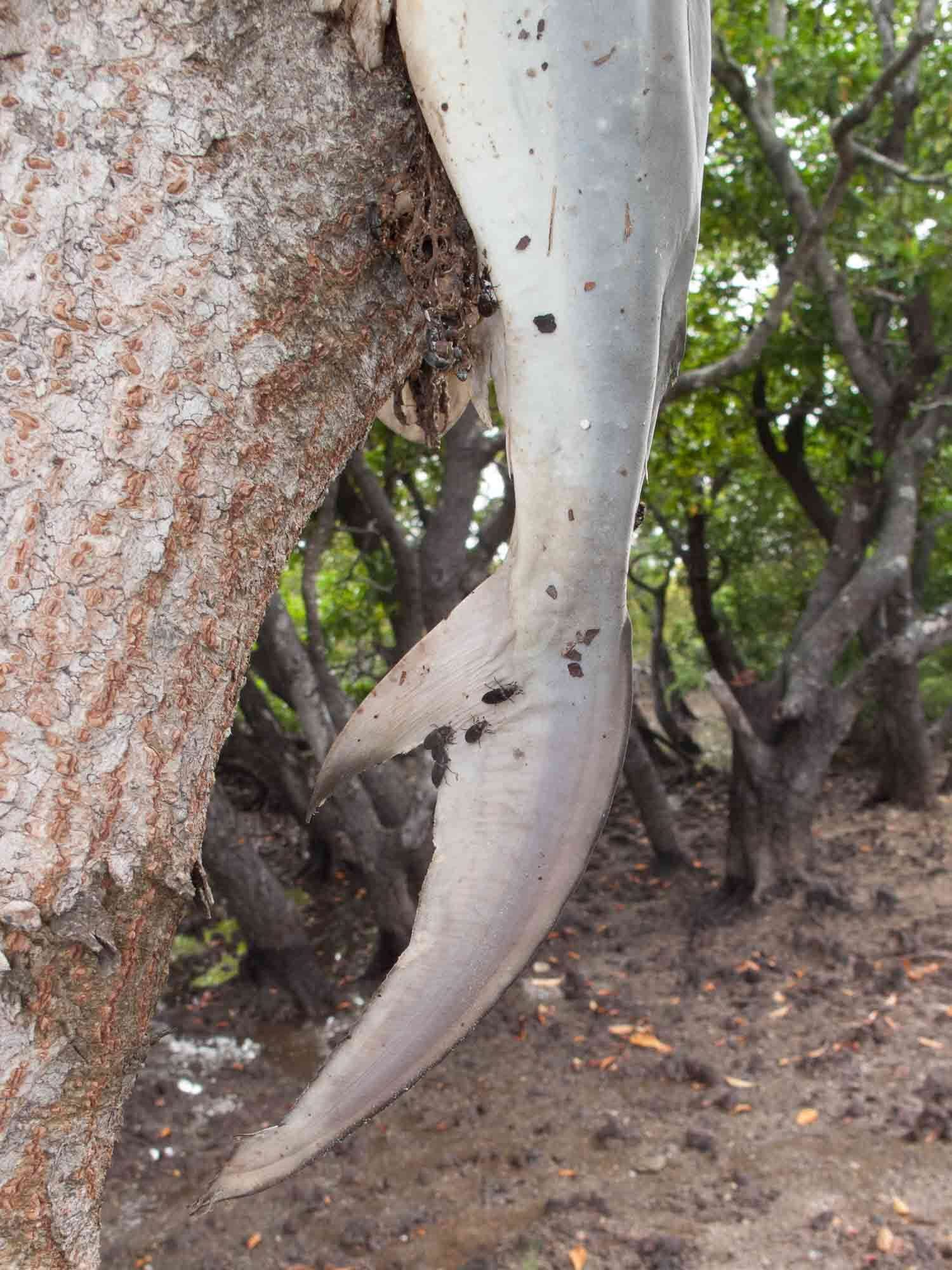 Image of Spottail Shark