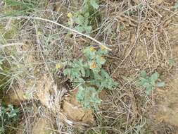 Image of Euphorbia undulata M. Bieb.