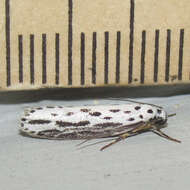 Image of Zeller's Ethmia Moth