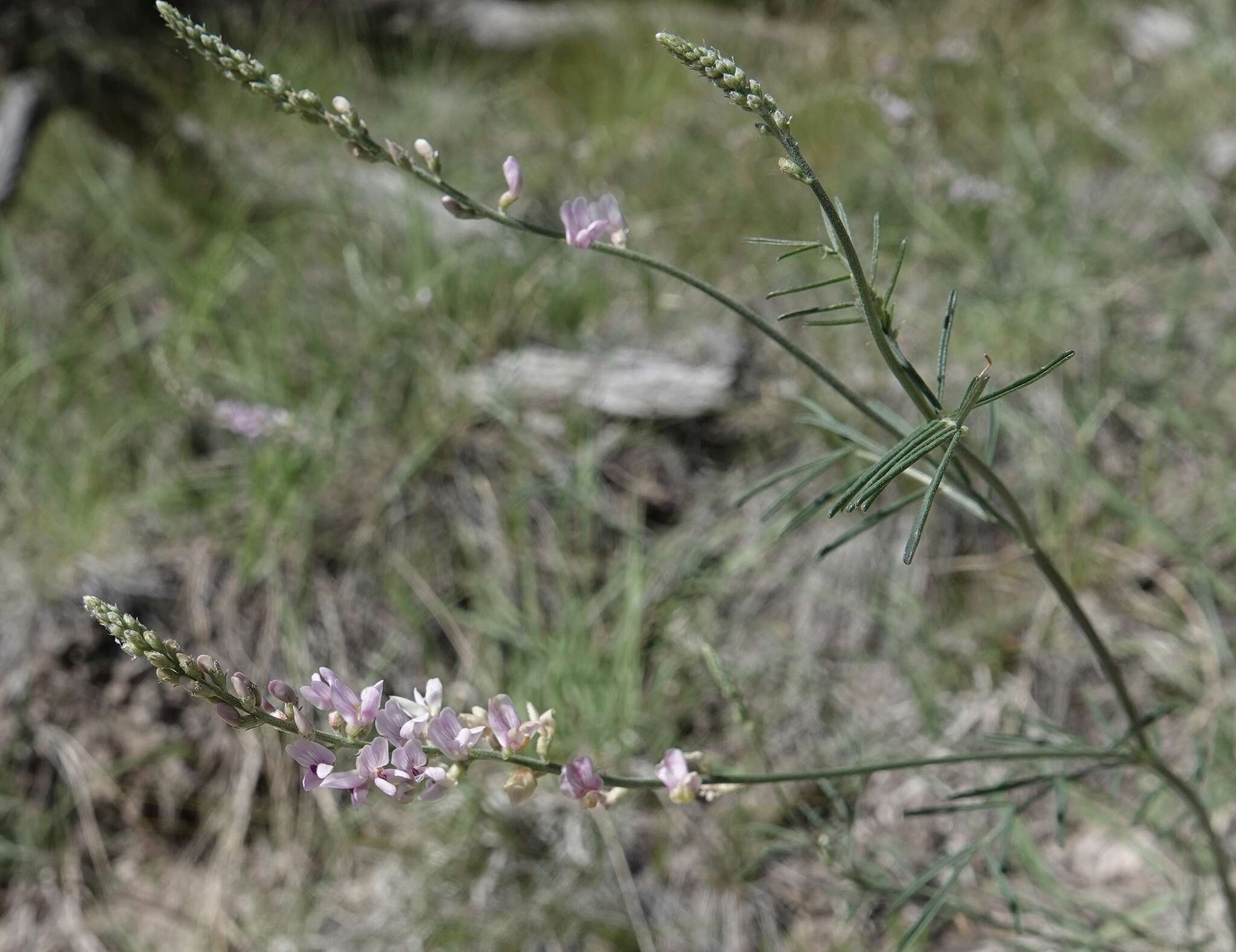 Imagem de Astragalus gracilis Nutt.