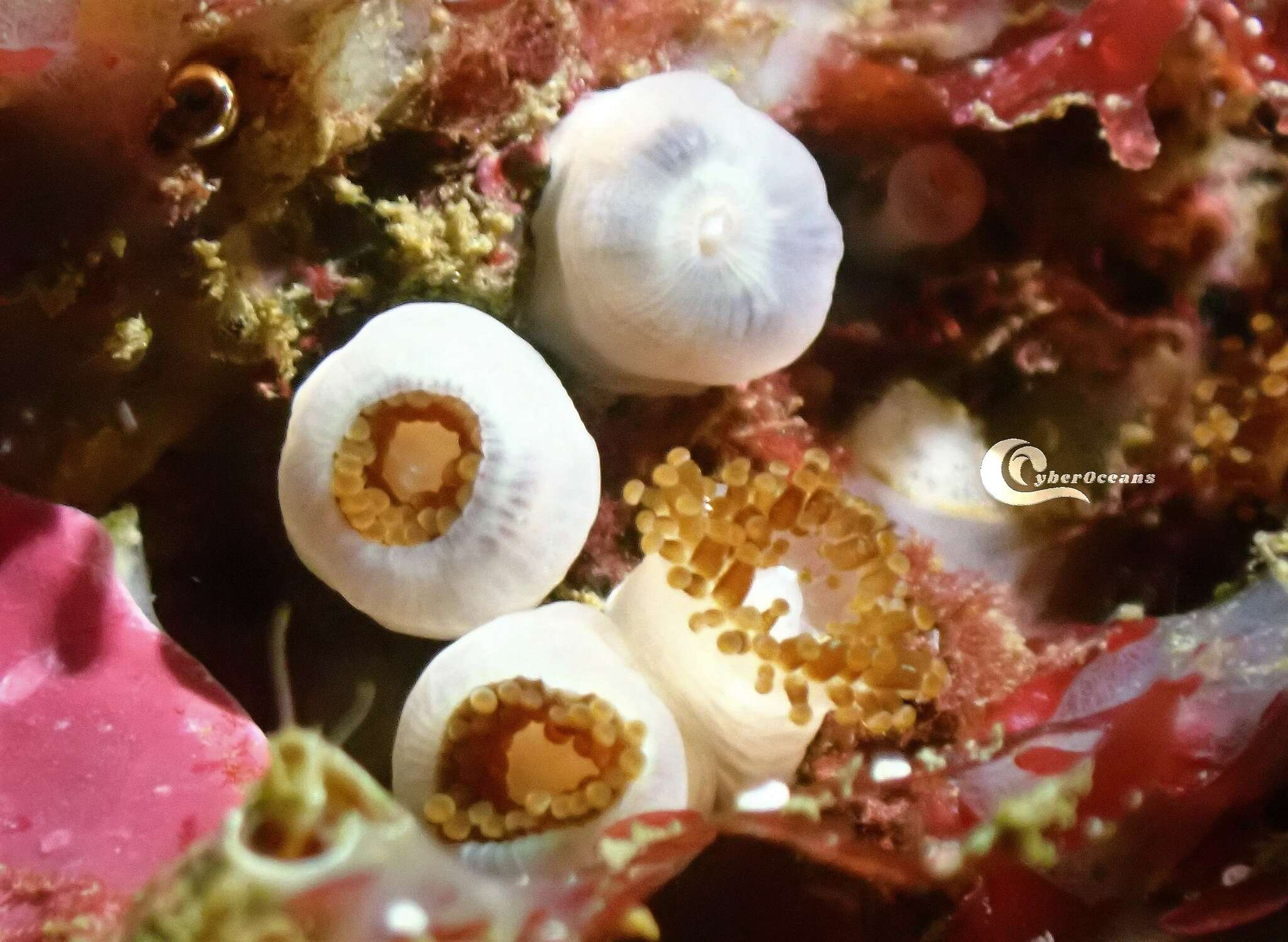 Image of Jewel anemone