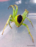 Image of Colaranea melanoviridis Court & Forster 1988