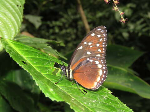 Tithorea tarricina Hewitson 1857的圖片