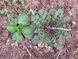 Image of Lewiston cornsalad