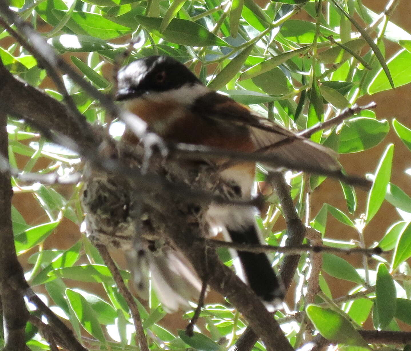 Image of Batis capensis capensis (Linnaeus 1766)