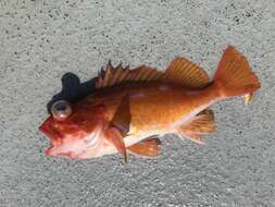 Image of Rosy rockfish