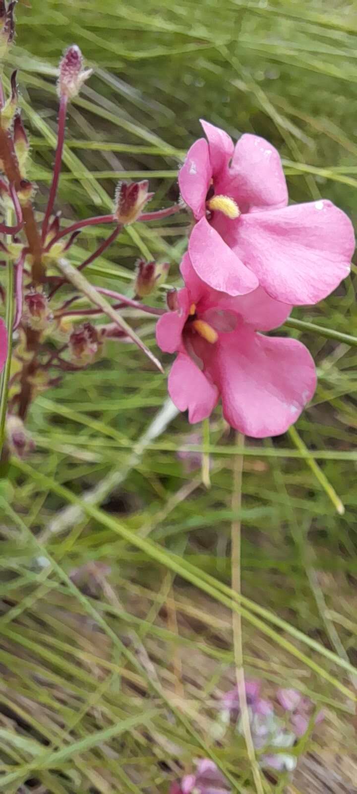 Image of Diascia rigescens E. Mey. ex Benth.