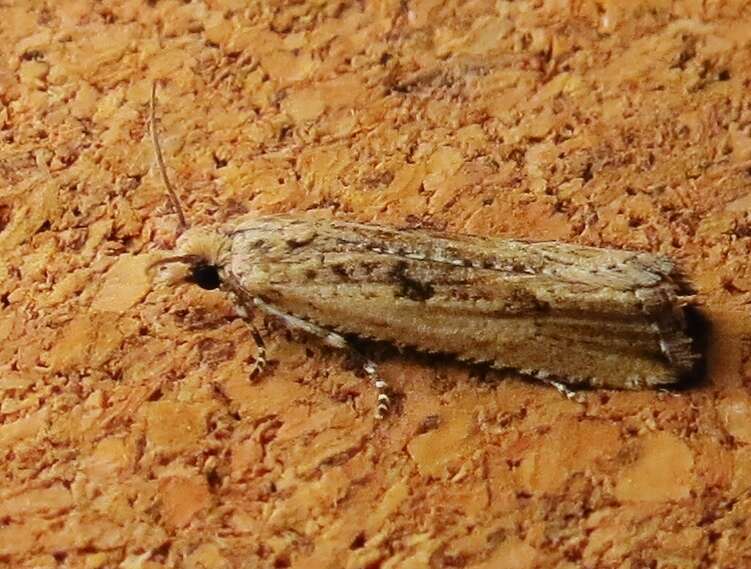 Image of Javelin Moth