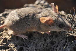 Image of Peromyscus fraterculus (Miller 1892)