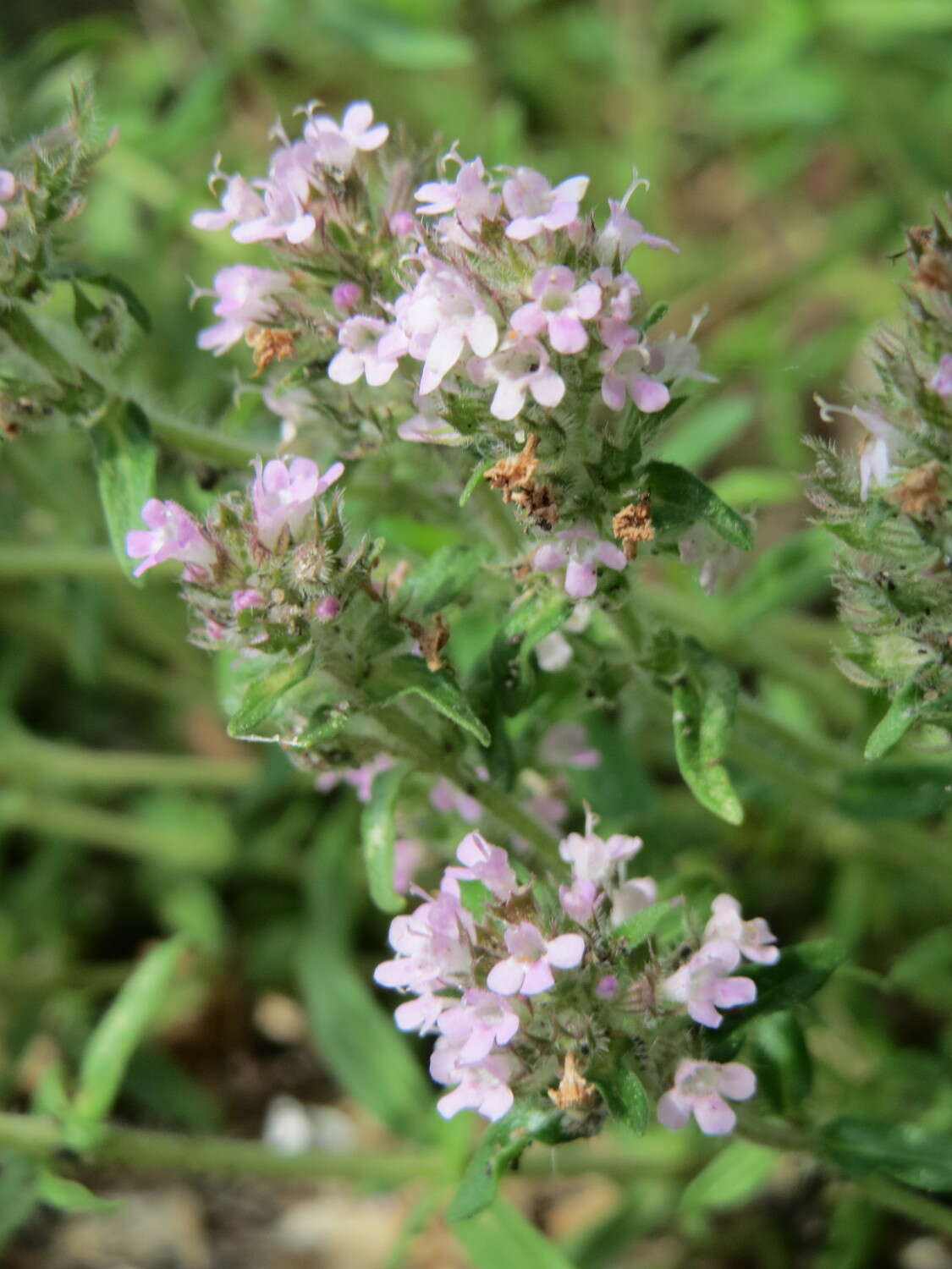 Image of breckland thyme