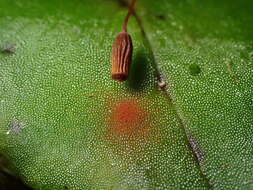 Imagem de Breutelia pendula Mitten 1859