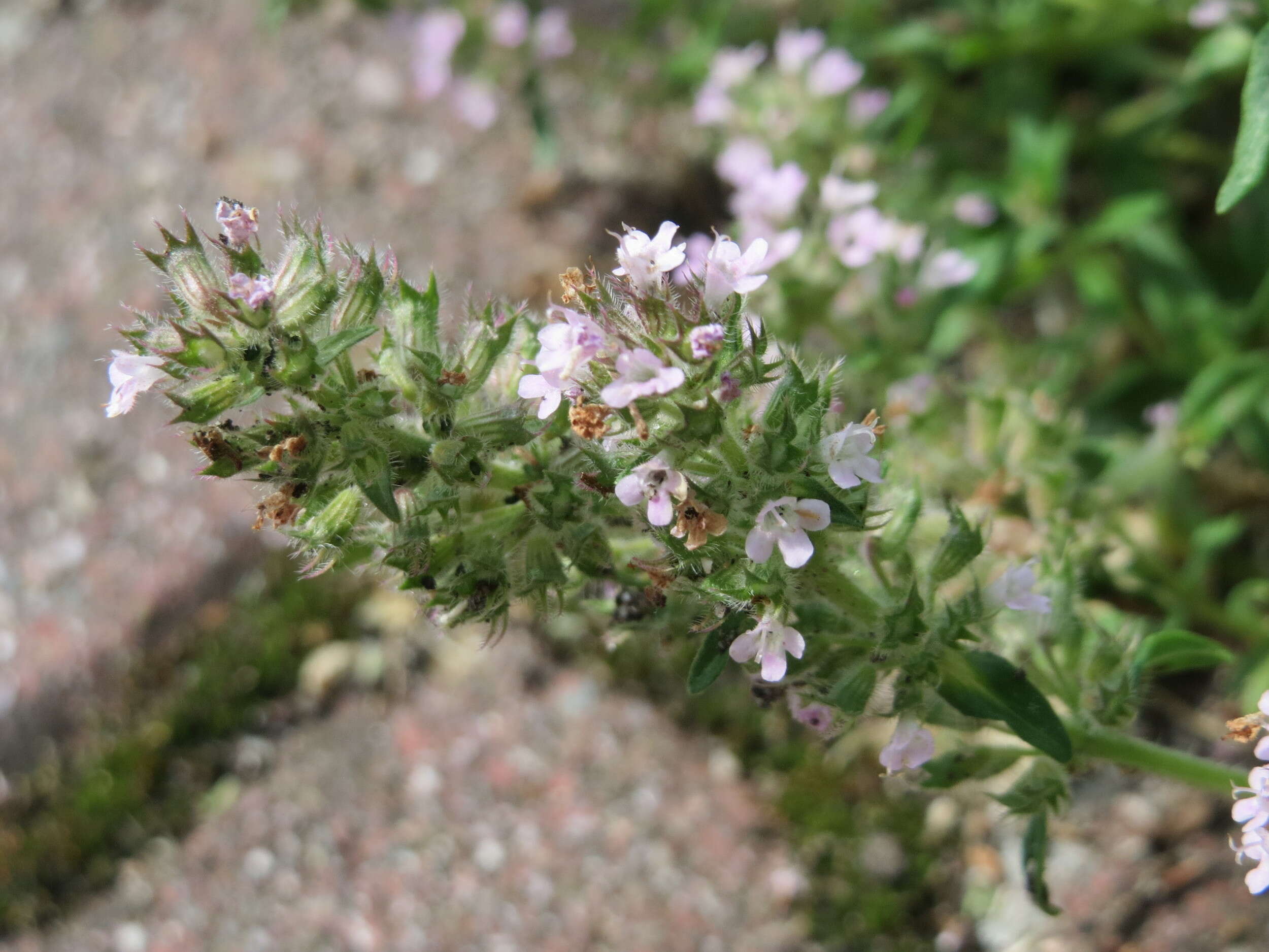 Слика од Thymus serpyllum L.