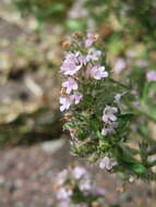 Image of breckland thyme