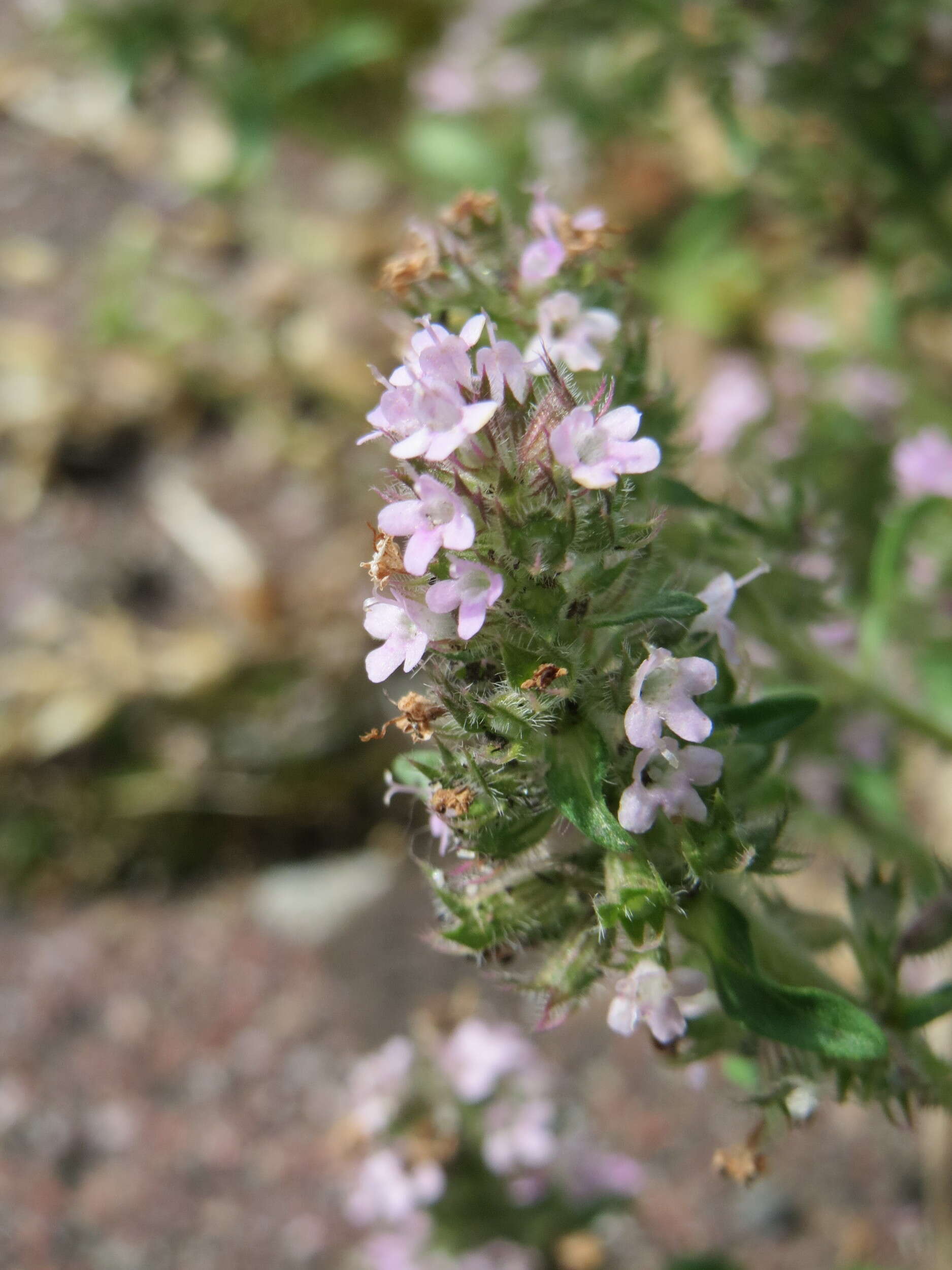 Слика од Thymus serpyllum L.