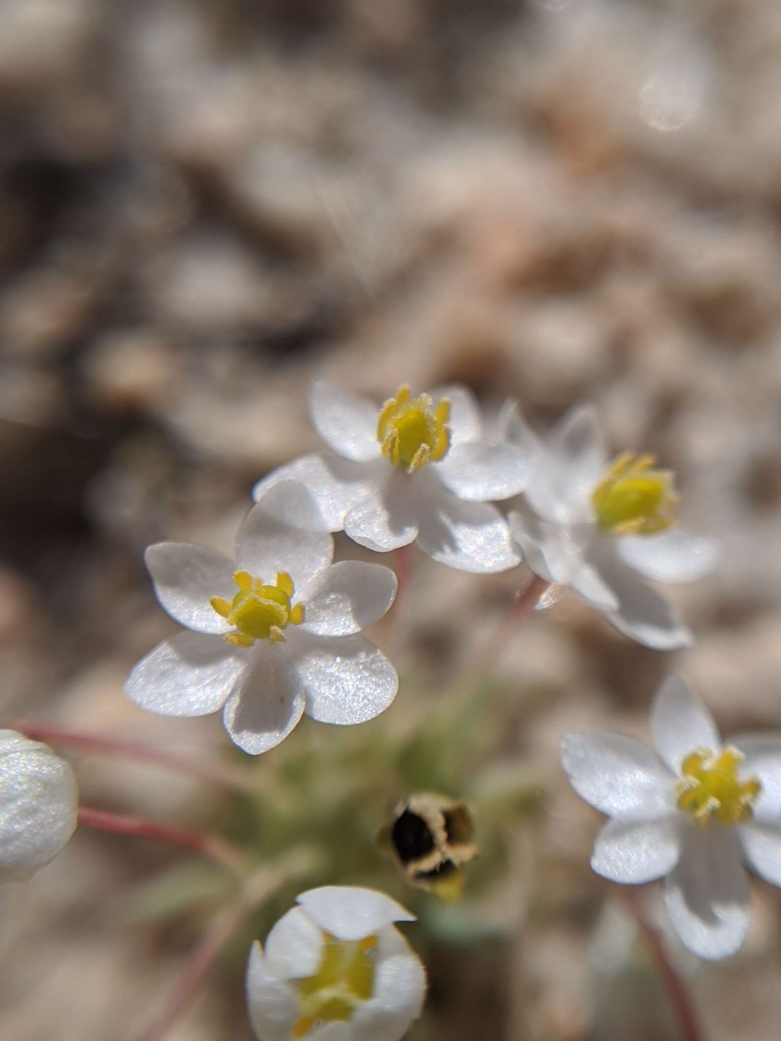 Image of White pygmy-poppy