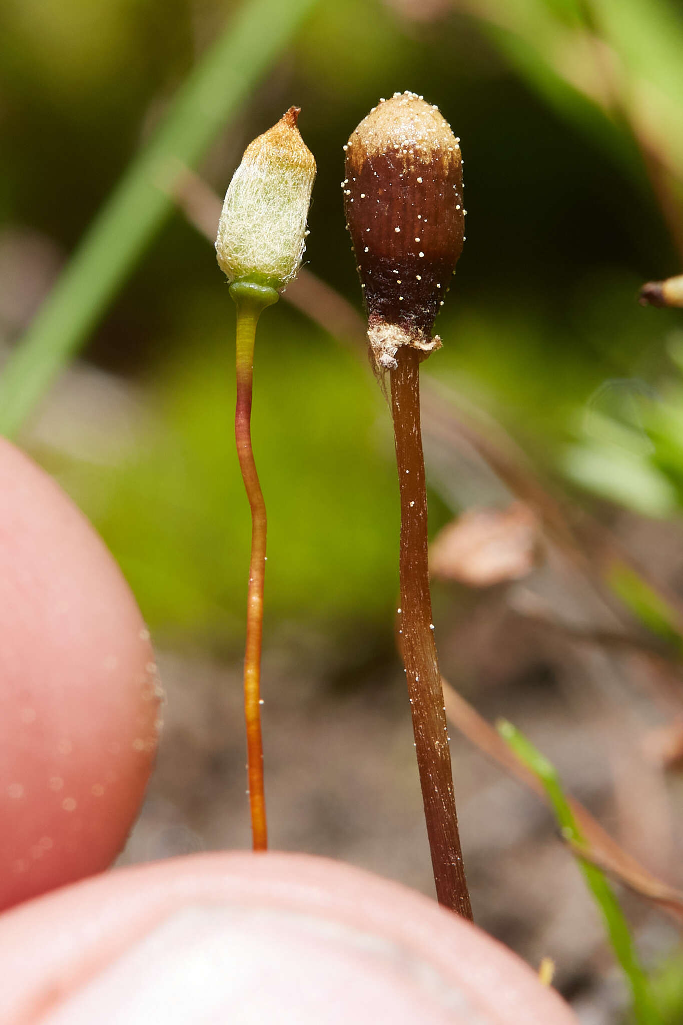 Image of Galeropsis polytrichoides (Zeller) Zeller 1943